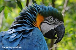 070-2011-Papagei Brasilien
