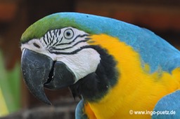 071-2011-Papagei Brasilien