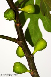092-2011-Pflanze Brasilien