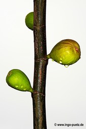 093-2011-Pflanze Brasilien
