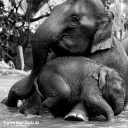 100-2001-Elefanten Myanmar